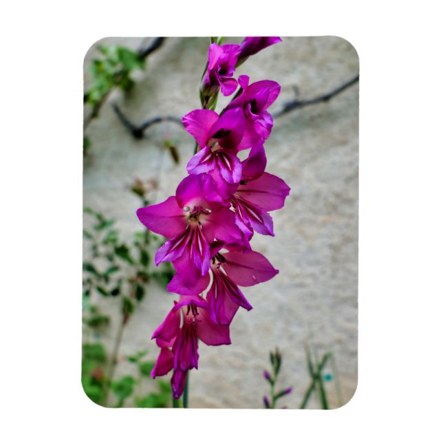 Imán Gladiolus bizantino (Vertical)