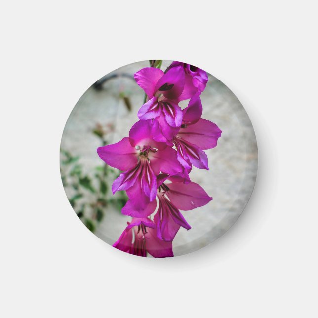 Imán Gladiolus bizantino (Frente)