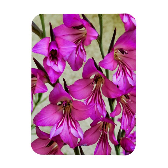 Imán Gladiolus bizantino (Vertical)