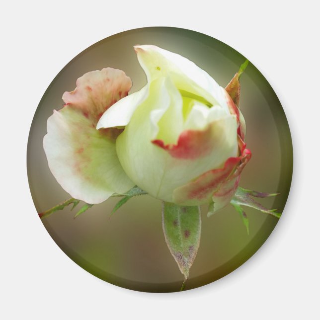 Imán glamour rosebud (Frente)