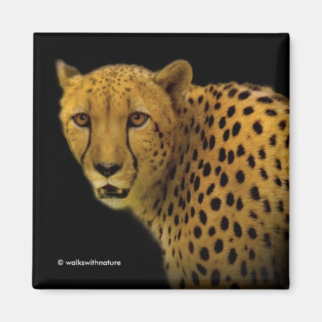 Imán Glances comerciales con un chita magnífico (Frente)