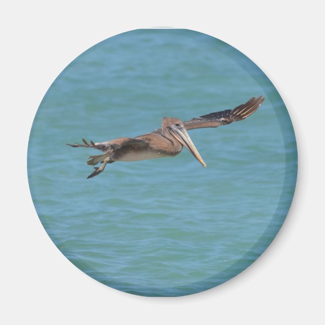 Imán Gliding Pelican (Frente)