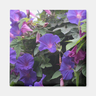 Imán Glorias de primavera en azul