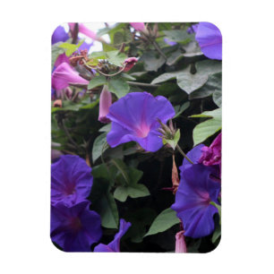 Imán Glorias de primavera en azul