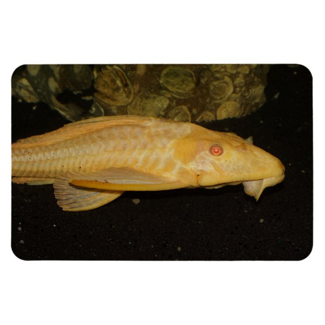 Imán Glyptoperichthys gibbiceps (Horizontal)