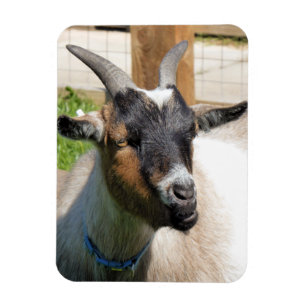 IMÁN GOAT