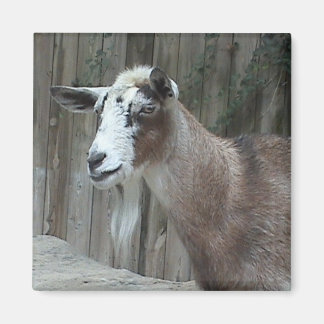 Imán Goat Magnet