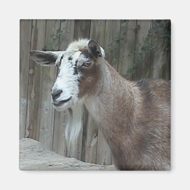Imán Goat Magnet (Frente)