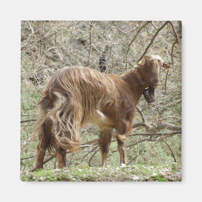 Imán Goat Magnet (Frente)