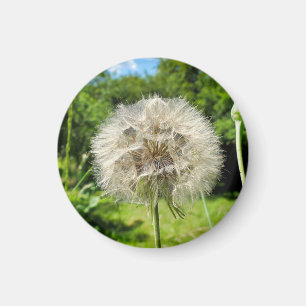 Imán Goatsbeard Wildflower