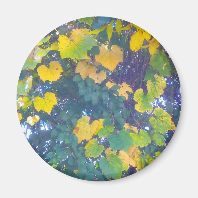 IMÁN GOLDEN CERRAR (Frente)