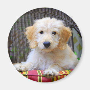 Imán Golden Doodle Puppy Magnet