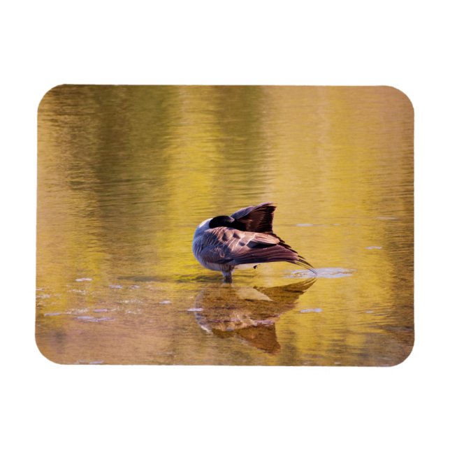 Imán Golden Goose (Horizontal)