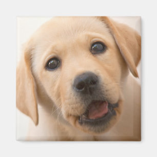 Imán Golden Labrador Puppy