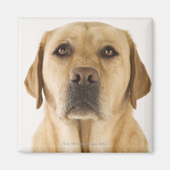 Imán Golden Labrador Retriever (Canis familiaris). (Frente)