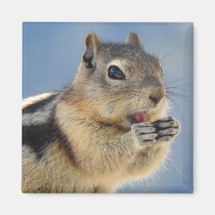 Imán Golden Mantel Ground Squirrel Magnet