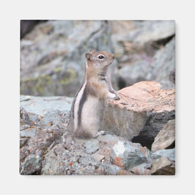 Imán Golden-Mantled Ground Squirrel at Glacier II (Frente)