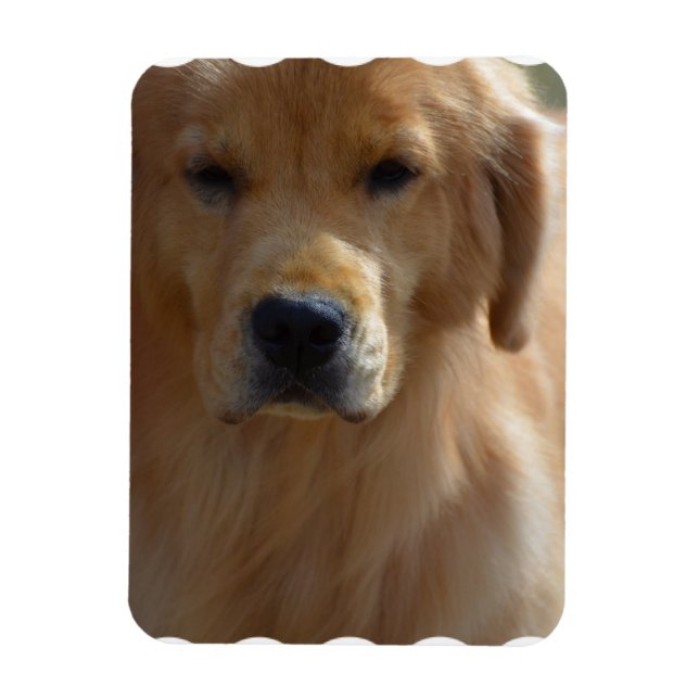 Imán Golden Pup (Vertical)