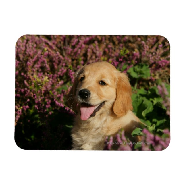 Imán Golden Retreiver Puppy (Horizontal)