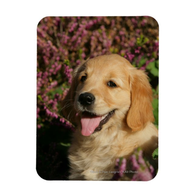 Imán Golden Retreiver Puppy (Vertical)