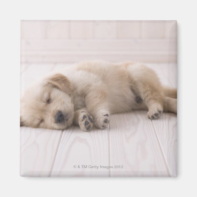 Imán Golden Retriever (Frente)