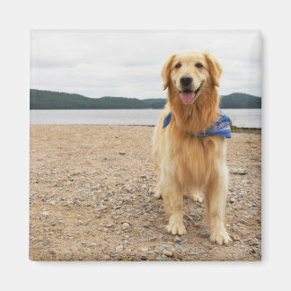 imán Golden Retriever
