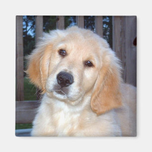 Imán Golden retriever