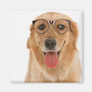 Imán Golden retriever 3