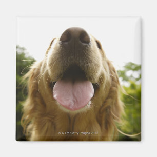 Imán Golden retriever 5