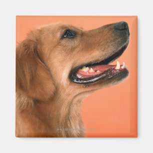 Imán Golden Retriever 7