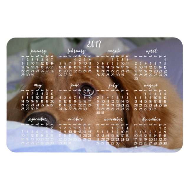 Imán Golden Retriever Calendar 2017 Large Photo Magnet (Horizontal)
