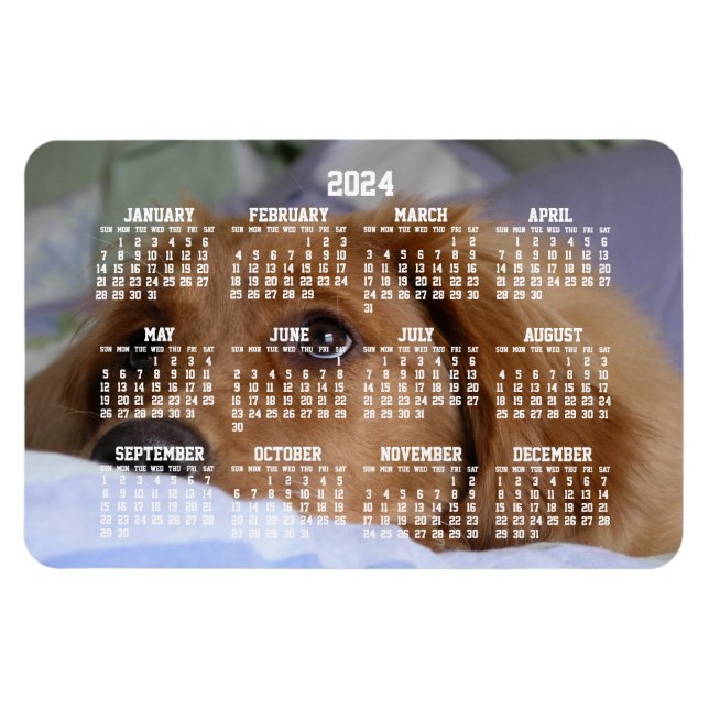 Imán Golden Retriever Calendar 2024 Large Photo Magnet (Horizontal)