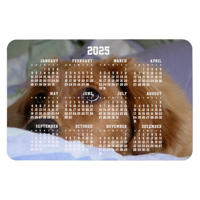 Imán Golden Retriever Calendar 2025 Large Photo Magnet (Horizontal)