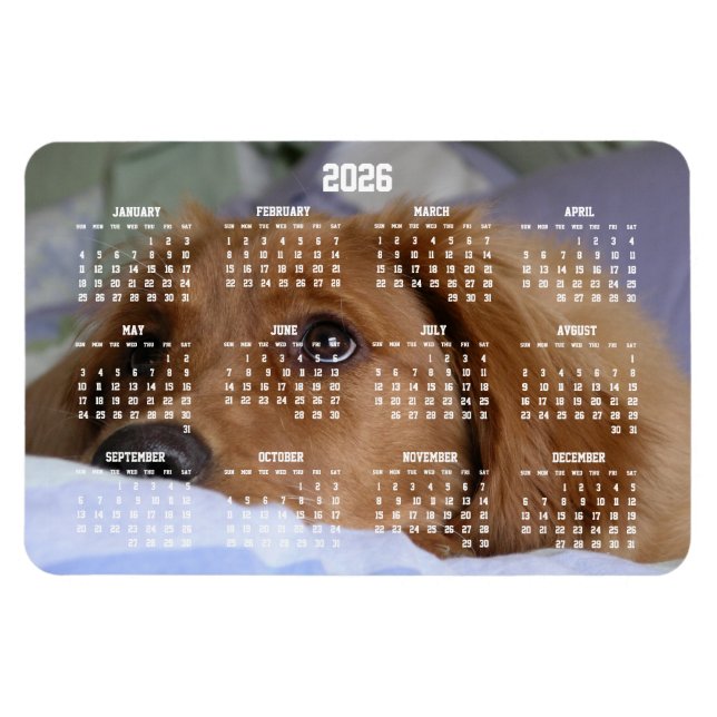 Imán Golden Retriever Calendar 2026 Large Photo Magnet (Horizontal)