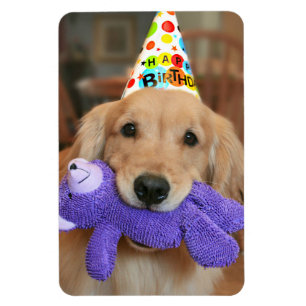 Imán Golden retriever con el gorra y el juguete del
