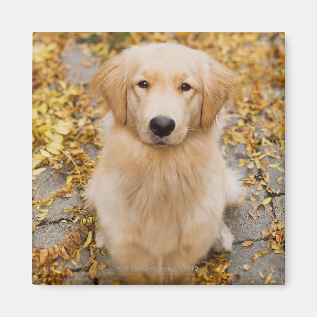 Imán Golden Retriever de un año, retrato (Frente)