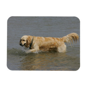 Imán Golden retriever en agua