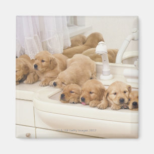 Imán Golden retriever; es un relativamente moderno y 2