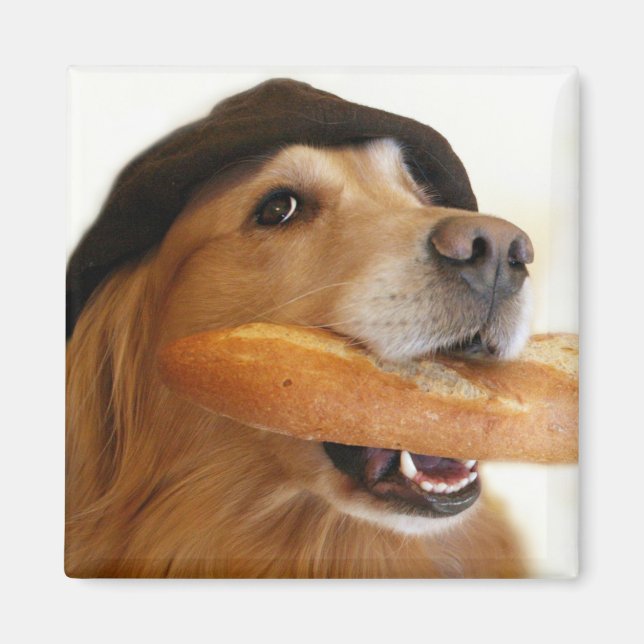 Imán Golden Retriever French Bread Magnet (Frente)