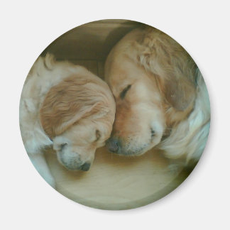 Imán Golden Retriever Fridge Magnet