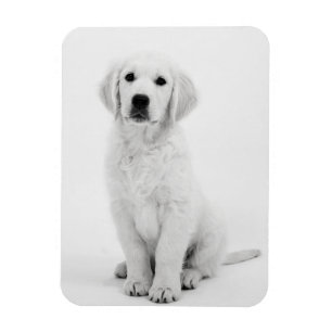 Imán Golden Retriever i