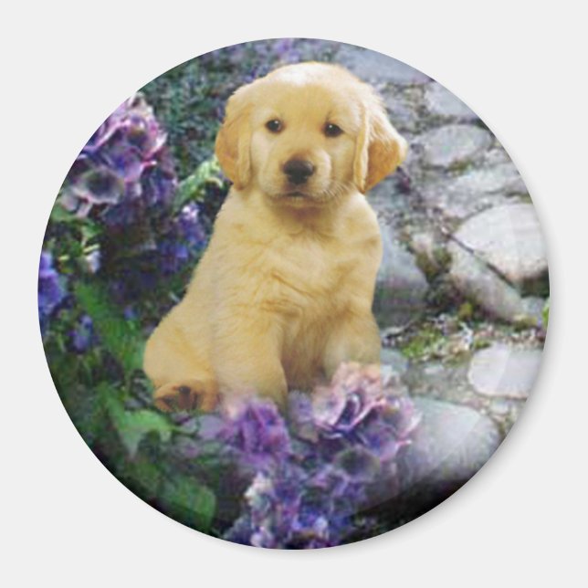 Imán Golden Retriever Magnet Hydrangea (Frente)