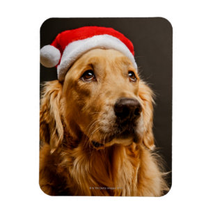 Imán Golden Retriever posando para sus Navidades