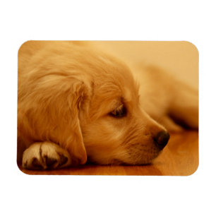 Imán Golden Retriever Puppy