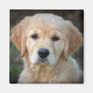 Imán Golden Retriever Puppy