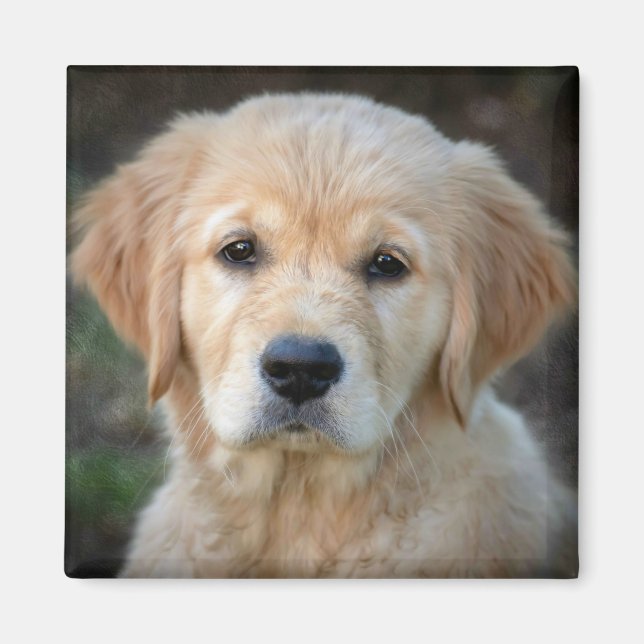 Imán Golden Retriever Puppy (Frente)