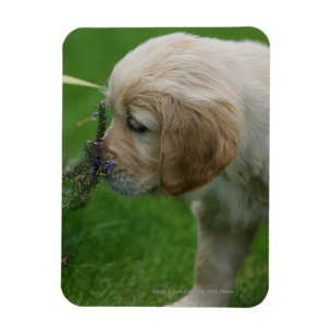 Imán Golden Retriever Puppy