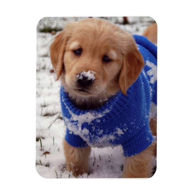 Imán Golden Retriever Puppy (Vertical)