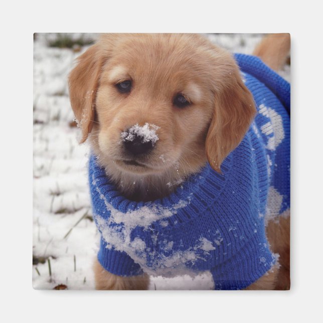 Imán Golden Retriever Puppy (Frente)