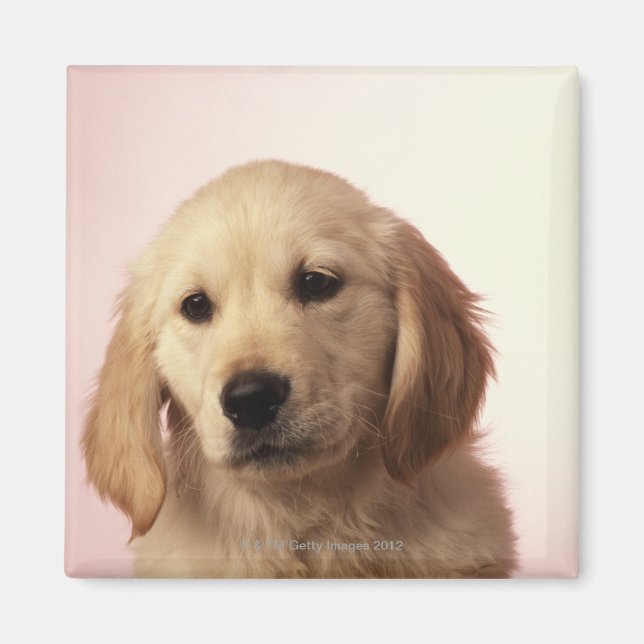 Imán Golden Retriever Puppy (Frente)